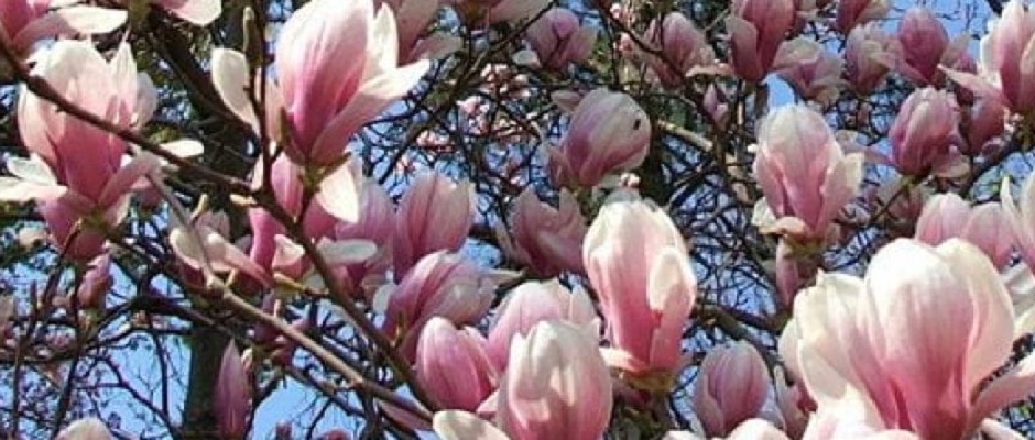 magnolias