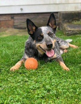A dog lying in the grass with a ball